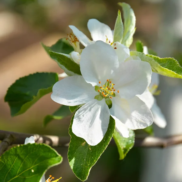 アップル ツリーのクローズ アップの美しい花の咲く枝 — ストック写真