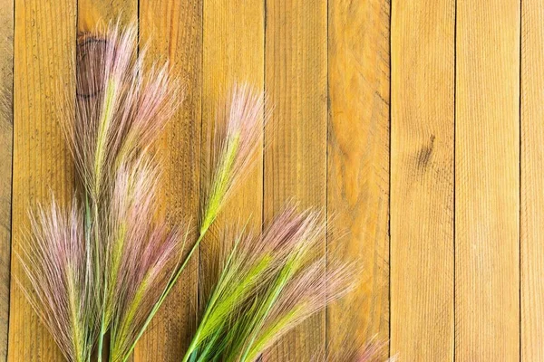 Péřová tráva na hrubé dřevěné pozadí — Stock fotografie