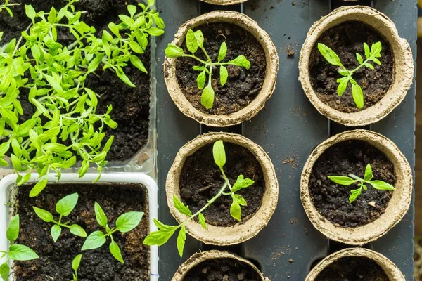 sebze fidesi turba tencere ve tepsiler