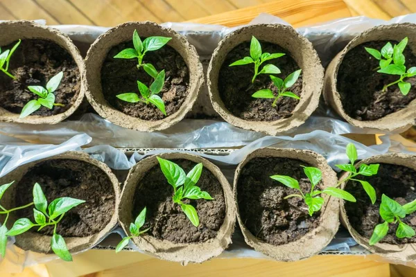 sebze fidesi turba tencere ve tepsiler