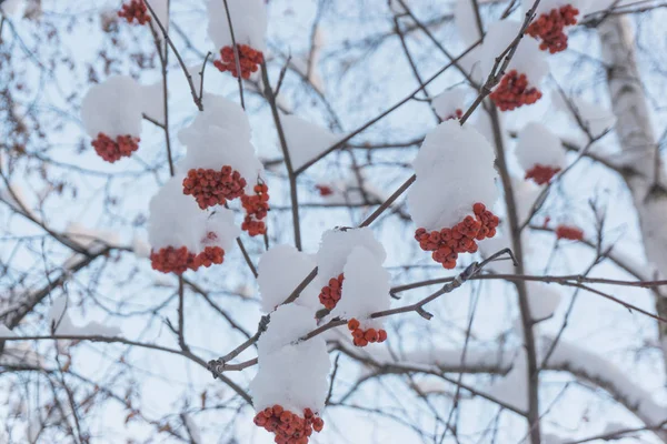 Банки Красных Рябины Ягод Снегу Ветвях Зимнем Саду Природный Фон — стоковое фото