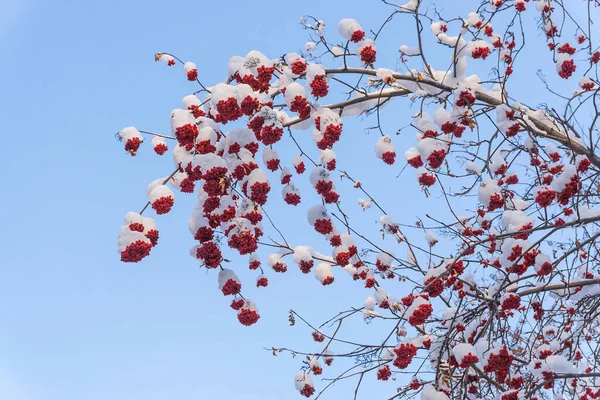 Bunches Red Rowan Berries Snow Branches Winter Garden Natural Background — Stock Photo, Image