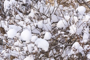Kar kış çalılarını kapladı, doğal arka plan..