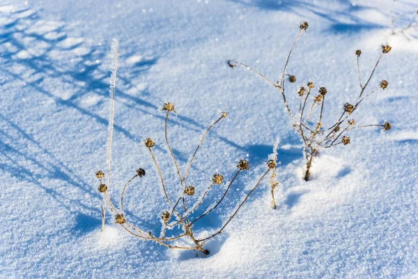 Dried Meadow Flowers Herbs Covered Ice Snow Sunny Winter Day — Stock Photo, Image