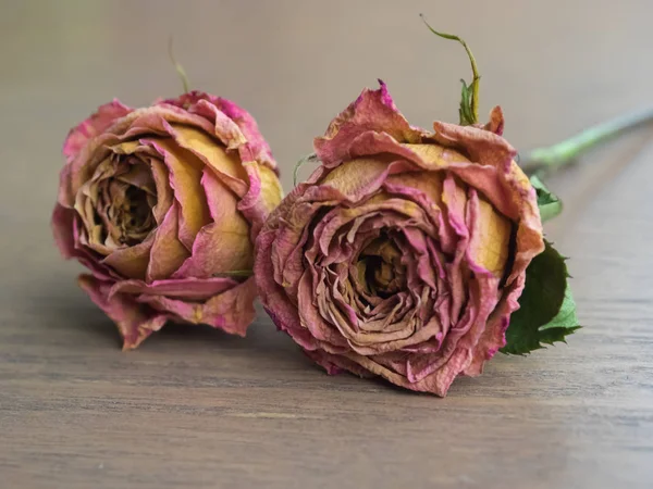 Rosas secas sobre fondo de madera. — Foto de Stock