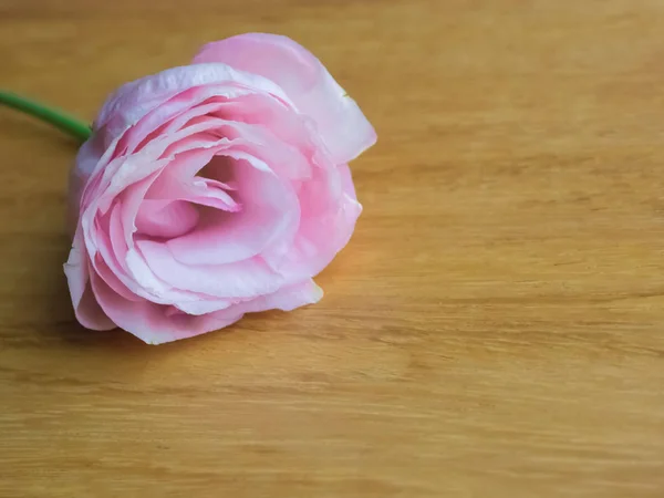 Свежий лисиантус или цветок Юстома на деревянном фоне, Розовый поток — стоковое фото