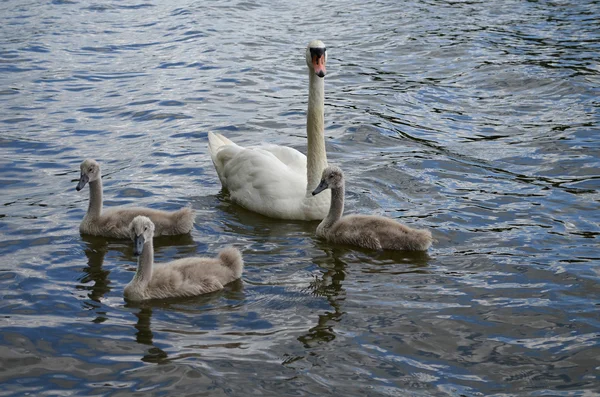 swan family on the lake