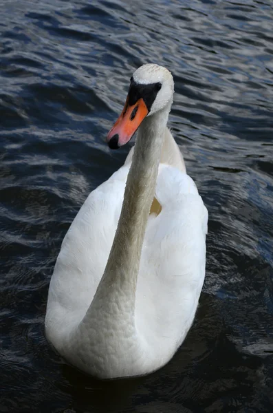 Hattyú Család Tavon — Stock Fotó