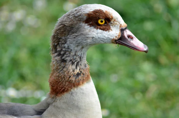 Gans in het park — Stockfoto