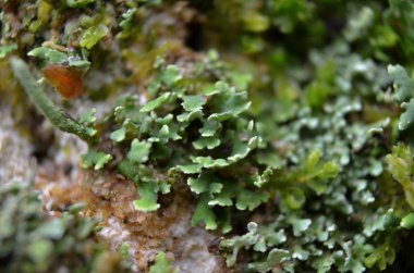 Yeşil mossmacro orman yaz saati doğa