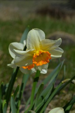 Bahar çiçeği güneşli gün