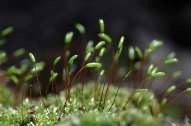 Yosun ormanı makro yaz zamanı