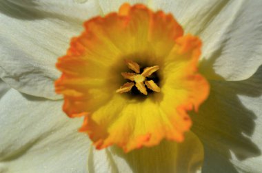 Bahar çiçeği güneşli gün