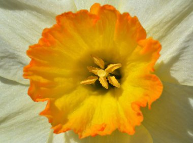 Bahar çiçeği güneşli gün