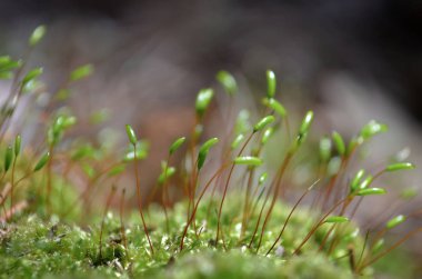 Yeşil mossmacro orman yaz saati doğa