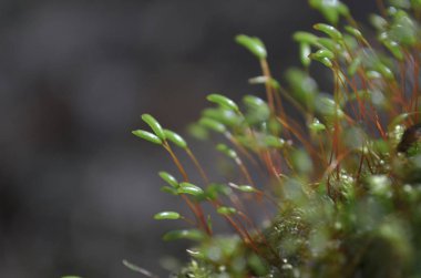 Yeşil mossmacro orman yaz saati doğa