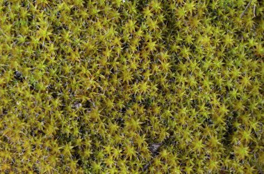 Yeşil mossmacro orman yaz saati doğa