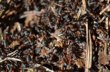 Çalışan karıncalar ile karınca yuvası makrosu