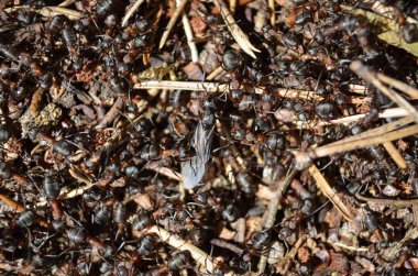 Çalışan karıncalar ile karınca yuvası makrosu