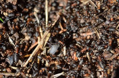 Çalışan karıncalar ile karınca yuvası makrosu