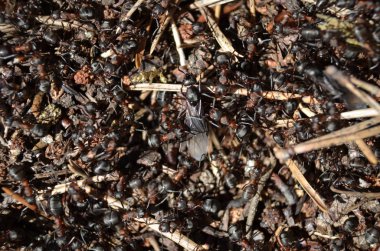 Çalışan karıncalar ile karınca yuvası makrosu