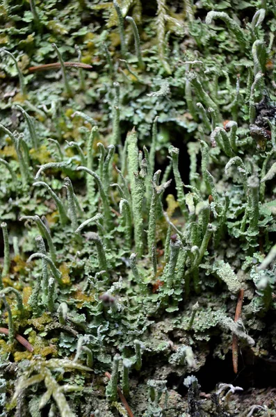 Yeşil mossmacro orman yaz saati doğa