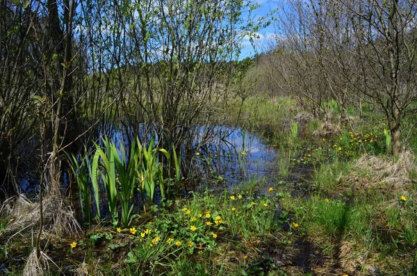 Paisaje Primavera Con Lago — Foto de Stock