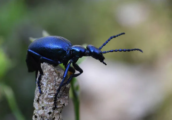 油のカブトムシの信じられないほどの昆虫 — ストック写真