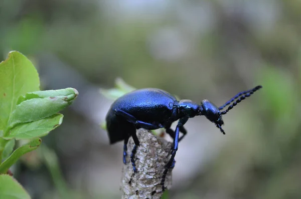 Olja Skalbaggar Otroliga Insekter — Stockfoto