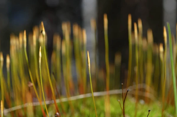 Zelený Mossmacro Lese Letního Času Příroda — Stock fotografie