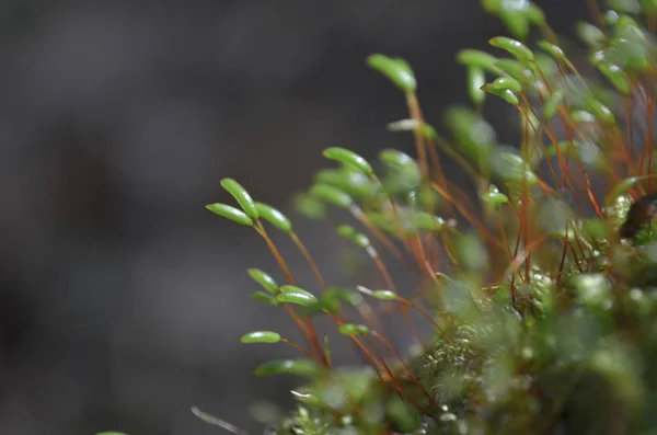 Floresta Mossmacro Verde Hora Verão Natureza — Fotografia de Stock