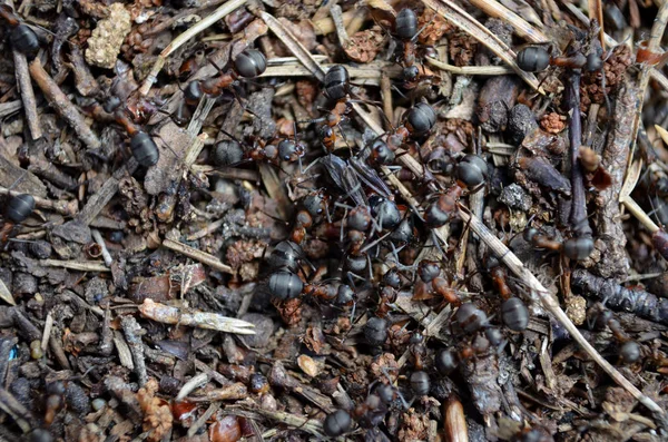 Ameisenhaufen Makro Mit Arbeitenden Ameisen — Stockfoto