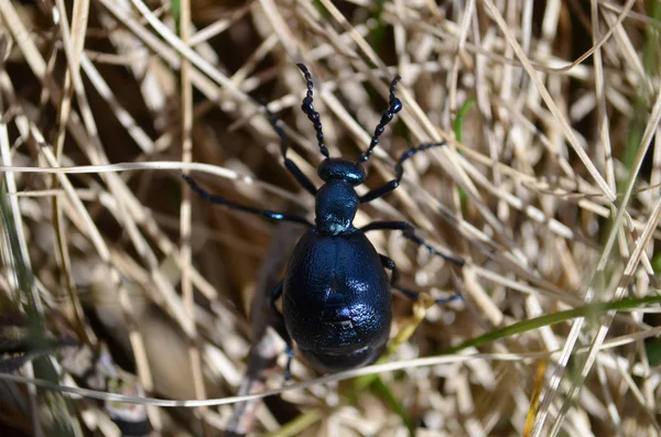 Olja Skalbaggar Otroliga Insekter — Stockfoto