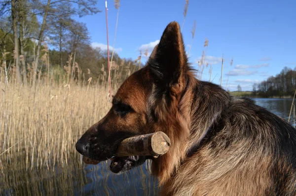 Schäferhund Mit Dem Stock — Stockfoto