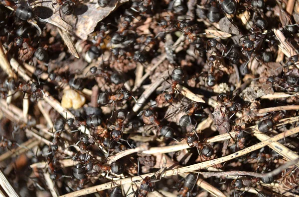 Anthill Macro Working Ants Royalty Free Stock Photos