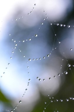 Yağmur damlaları bir örümcek ağı tarih