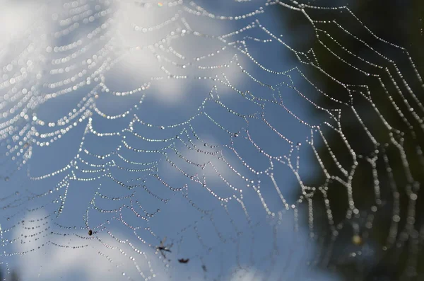 Gotas Lluvia Una Tela Araña — Foto de Stock