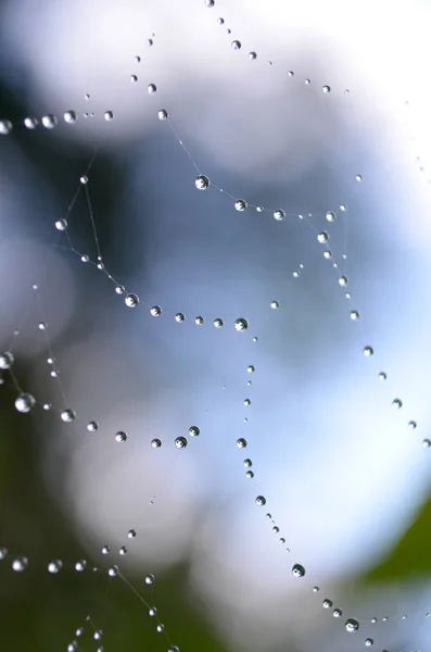 Rain Drops Spider Web — Stock Photo, Image