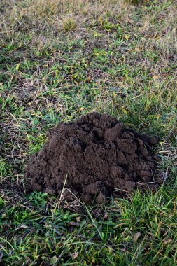 Sahada taze köstebek yuvaları
