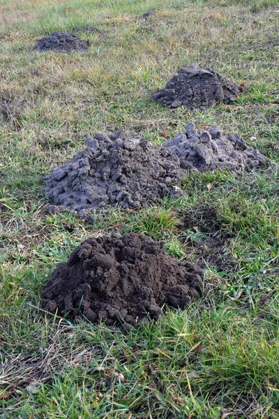 Frische Maulwurfshügel Auf Dem Feld — Stockfoto