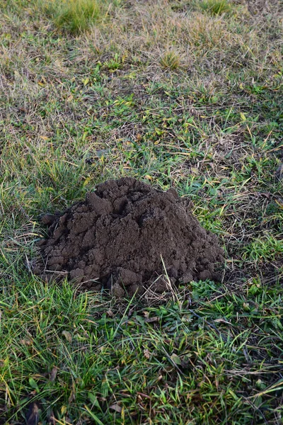 Frische Maulwurfshügel Auf Dem Feld — Stockfoto