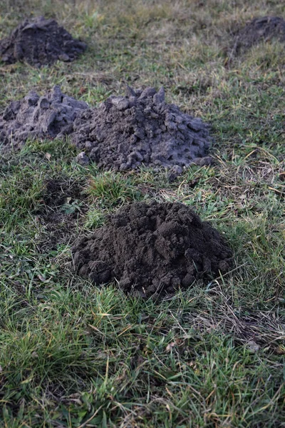 Frische Maulwurfshügel Auf Dem Feld — Stockfoto