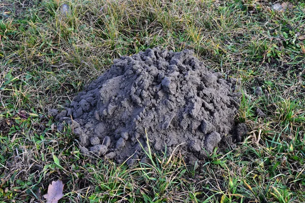 Molehills Frais Sur Terrain — Photo