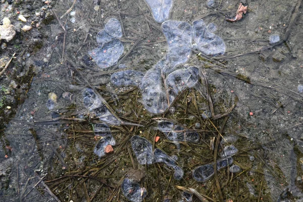 Frostpfütze Winterzeit — Stockfoto