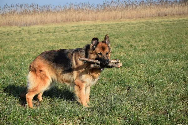 Deutscher Schäferhund Mit Holzstab — Stockfoto