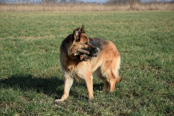 Německý Ovčák Dřevěnou Tyčí — Stock fotografie