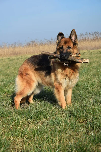 Deutscher Schäferhund Mit Holzstab — Stockfoto