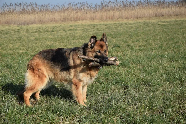 Německý Ovčák Dřevěnou Tyčí — Stock fotografie