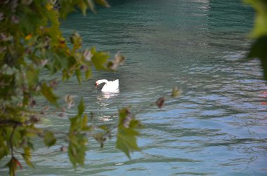 Güneşli bir günde mavi göl suyunda kuğu