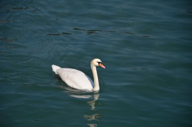Güneşli bir günde mavi göl suyunda kuğu